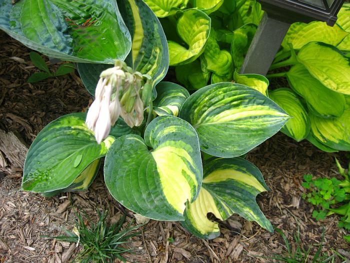 Cheesehead Gardening Hosta of the Day 'Ice Age Trail'